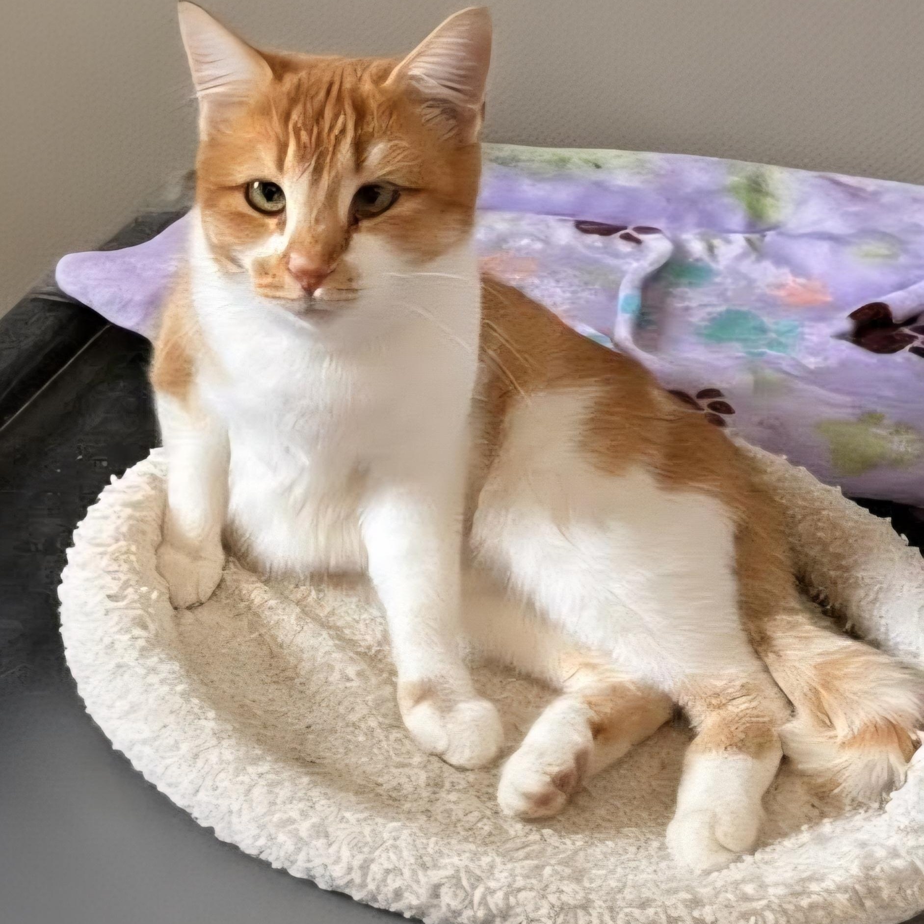 Enlarge Maggie, a ADOPTABLE American Shorthair in Lafayette, TN image 2/3