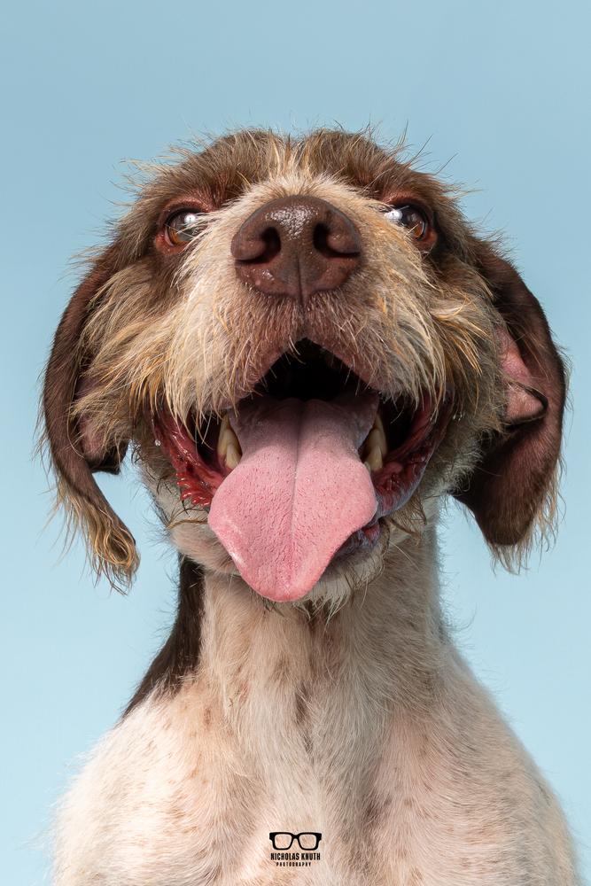 Belmont, Adoptable, Adult Male German Wirehaired Pointer.