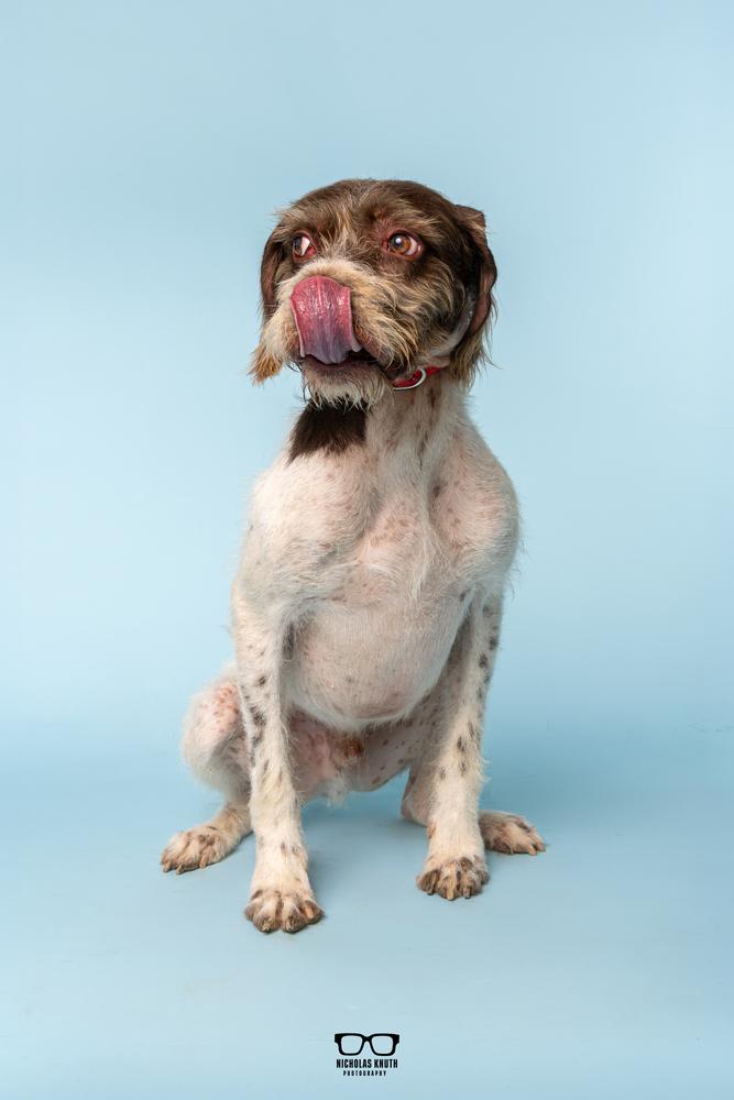 Enlarge Belmont, a Adoptable German Wirehaired Pointer in Palatine, IL image 2/6