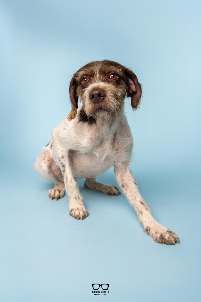 Enlarge Belmont, a Adoptable German Wirehaired Pointer in Palatine, IL image 5/6