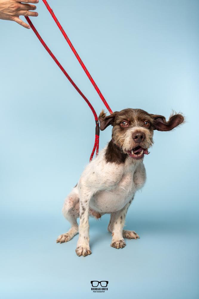 Enlarge Belmont, a Adoptable German Wirehaired Pointer in Palatine, IL image 6/6