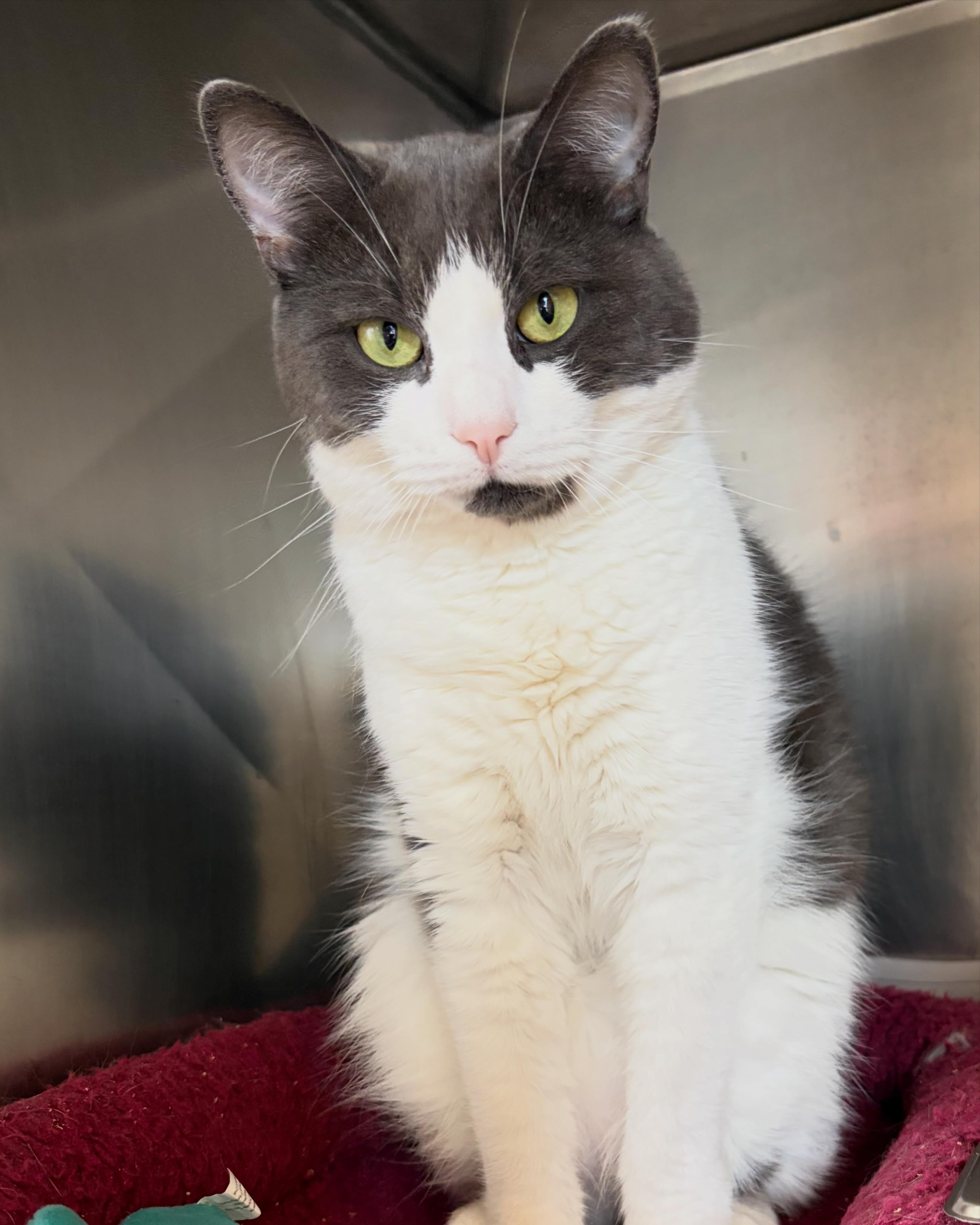 Enlarge David, a ADOPTABLE Domestic Short Hair in Somerset, NJ image 4/4