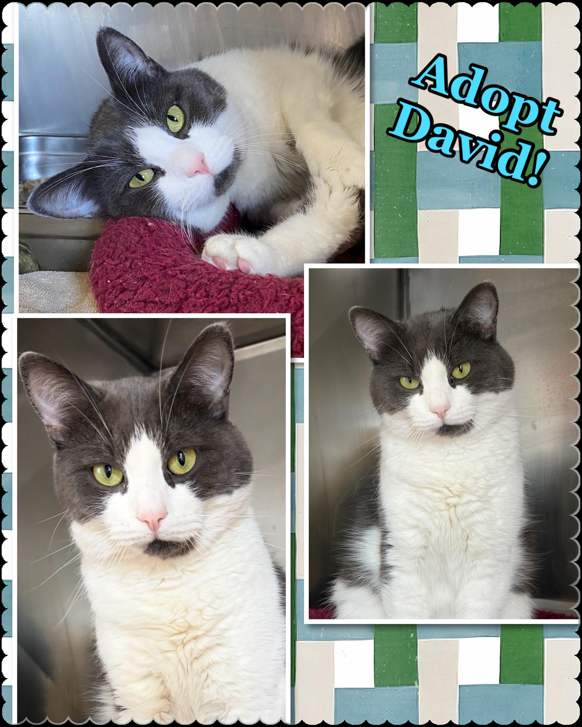 Enlarge David, a ADOPTABLE Domestic Short Hair in Somerset, NJ image 2/4