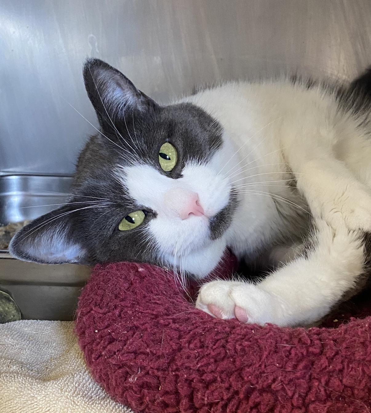 David, ADOPTABLE, Adult Male Domestic Short Hair.