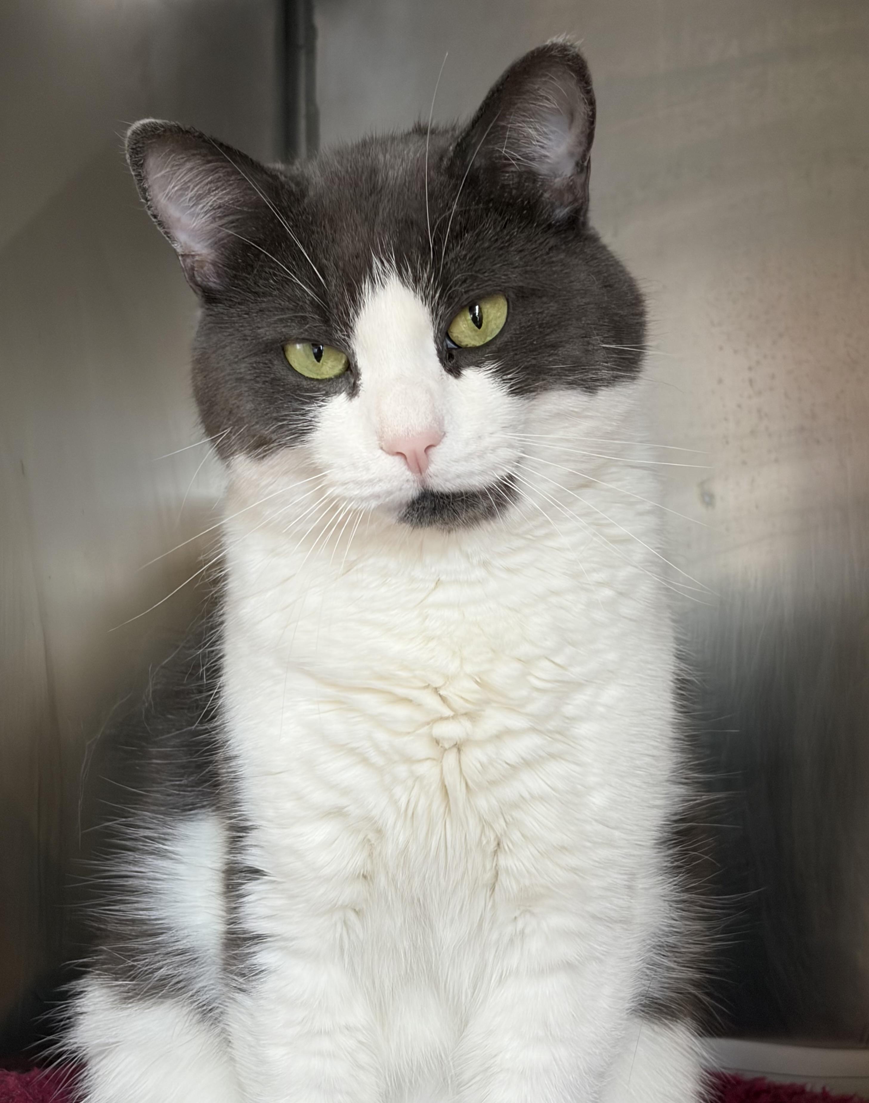 Enlarge David, a ADOPTABLE Domestic Short Hair in Somerset, NJ image 3/4