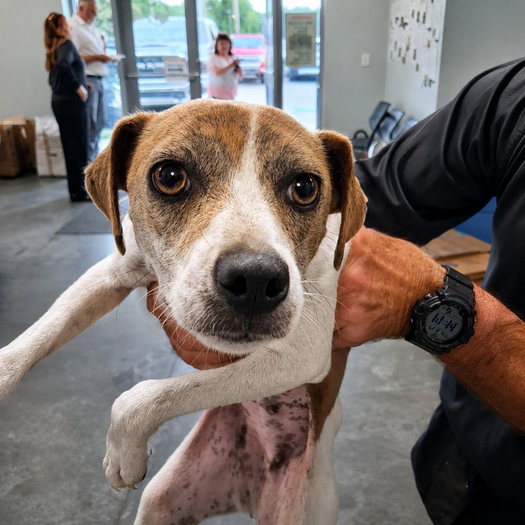 Isabel, Adoptable, Young Female Terrier.