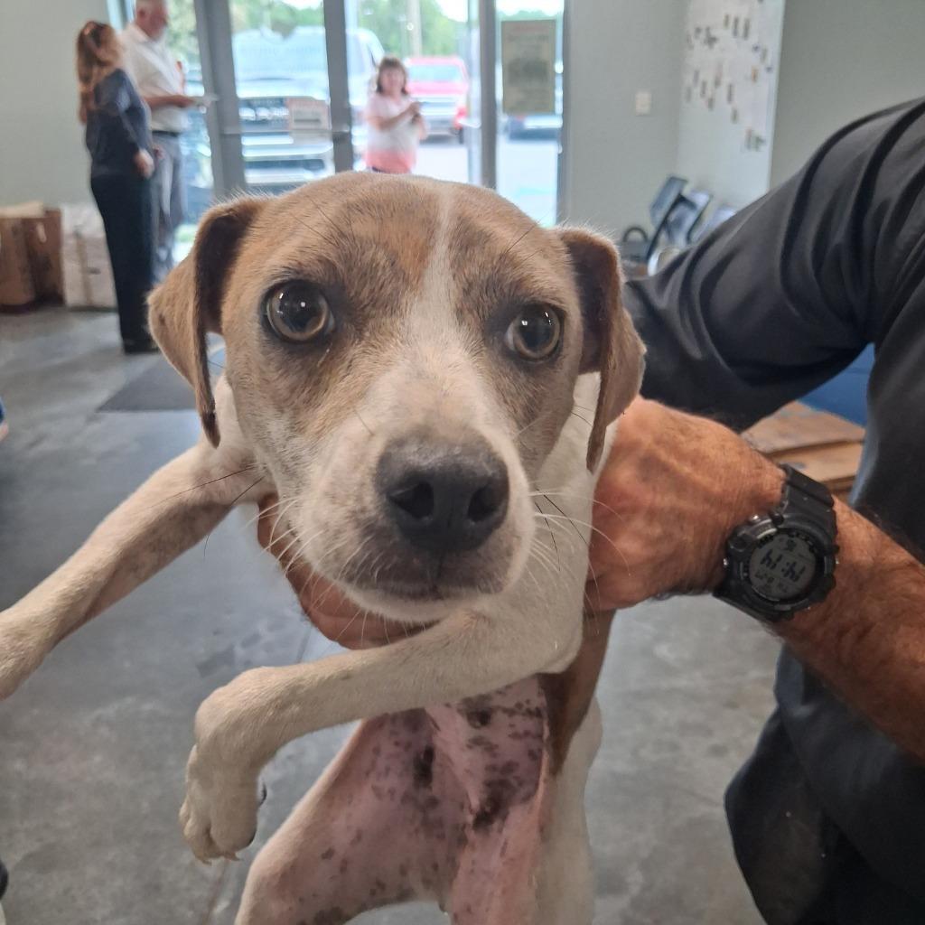Enlarge Isabel, a Adoptable Terrier in Gautier, MS image 2/2