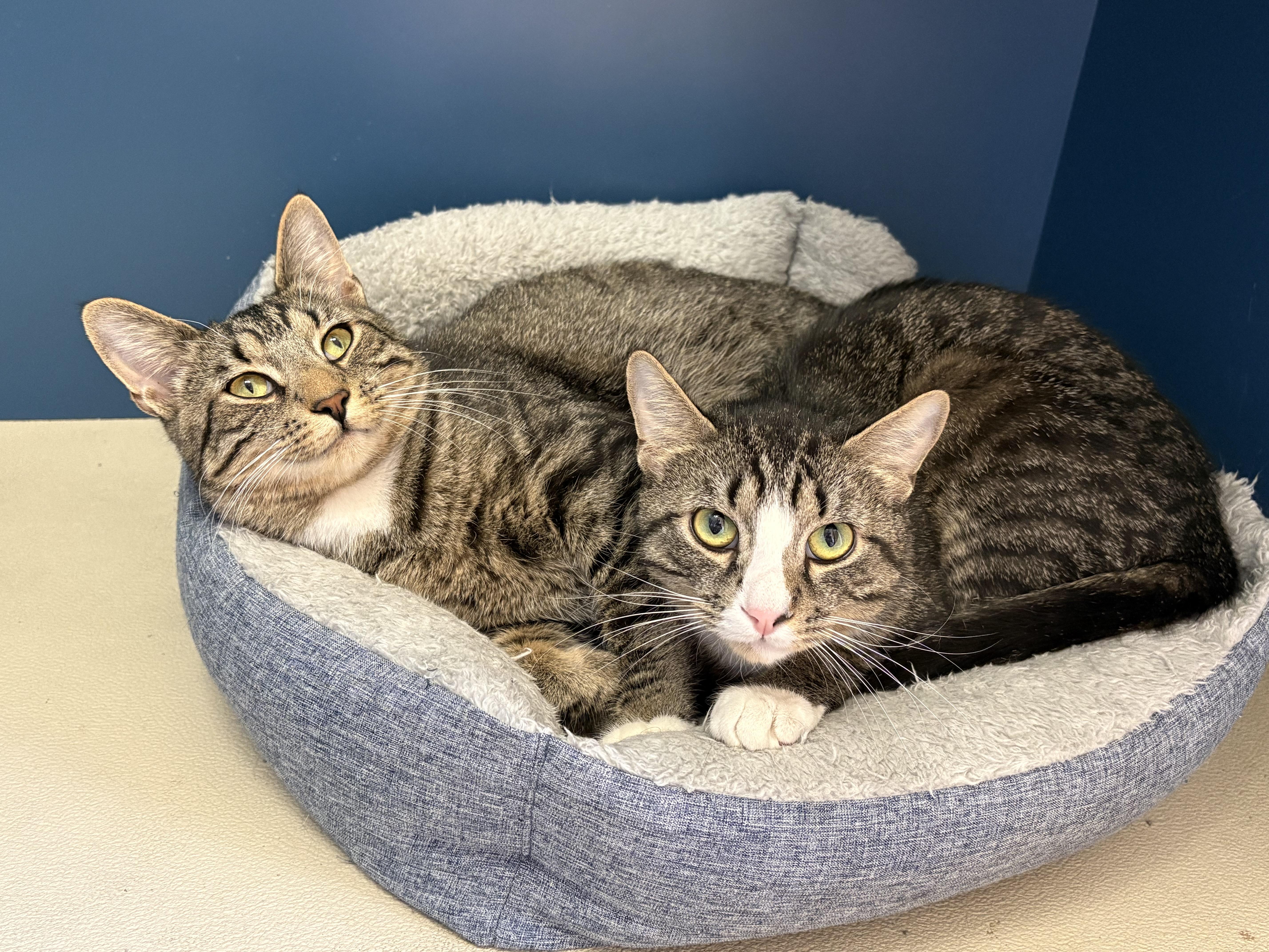 Biscuit & Gravy, a ADOPTABLE Domestic Short Hair in Wantagh, NY image 2/2