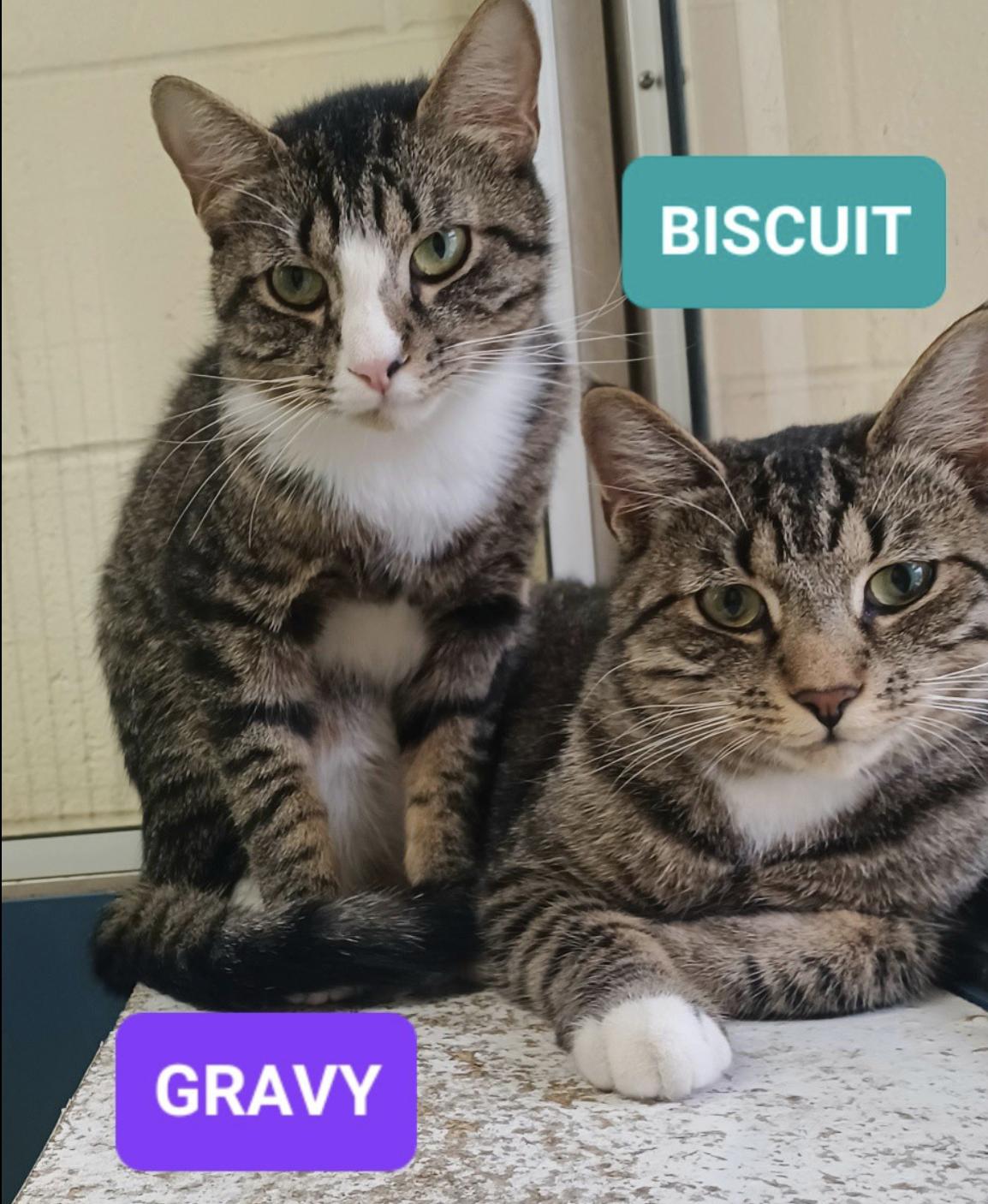 Biscuit & Gravy, a ADOPTABLE Domestic Short Hair in Wantagh, NY image 1/2