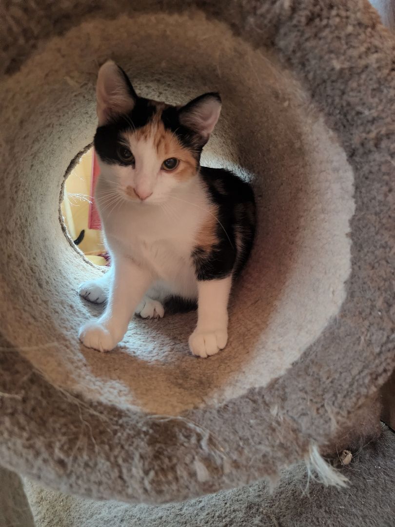 Selena, an adoptable Domestic Short Hair in Anoka, MN, 55303 | Photo Image 5