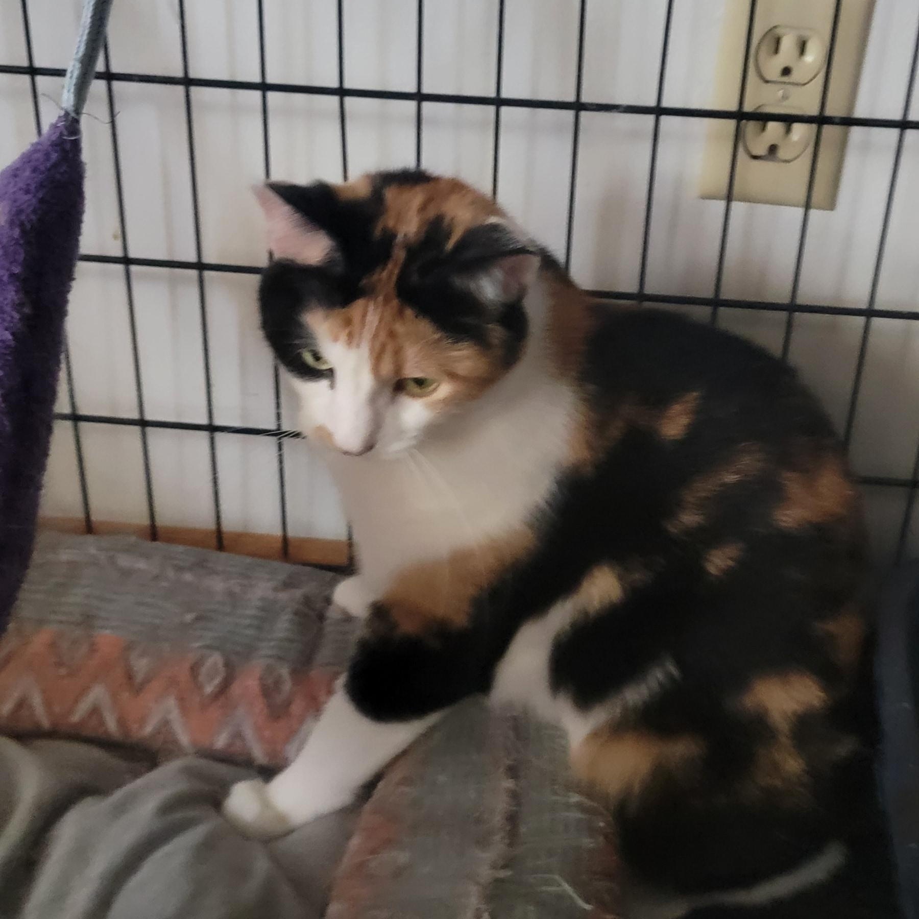 Selena, an adoptable Domestic Short Hair in Anoka, MN, 55303 | Photo Image 2