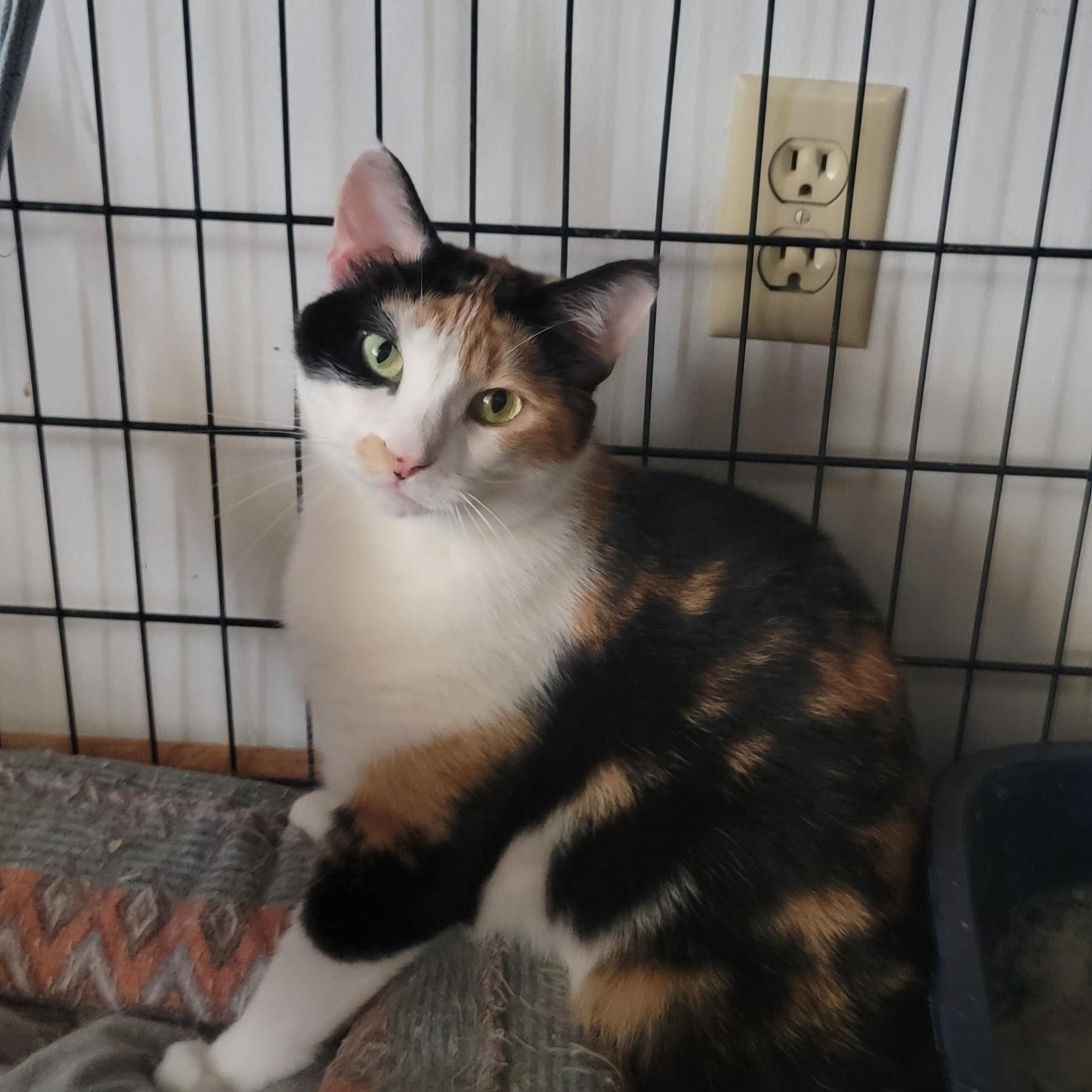 Selena, an adoptable Domestic Short Hair in Anoka, MN, 55303 | Photo Image 1