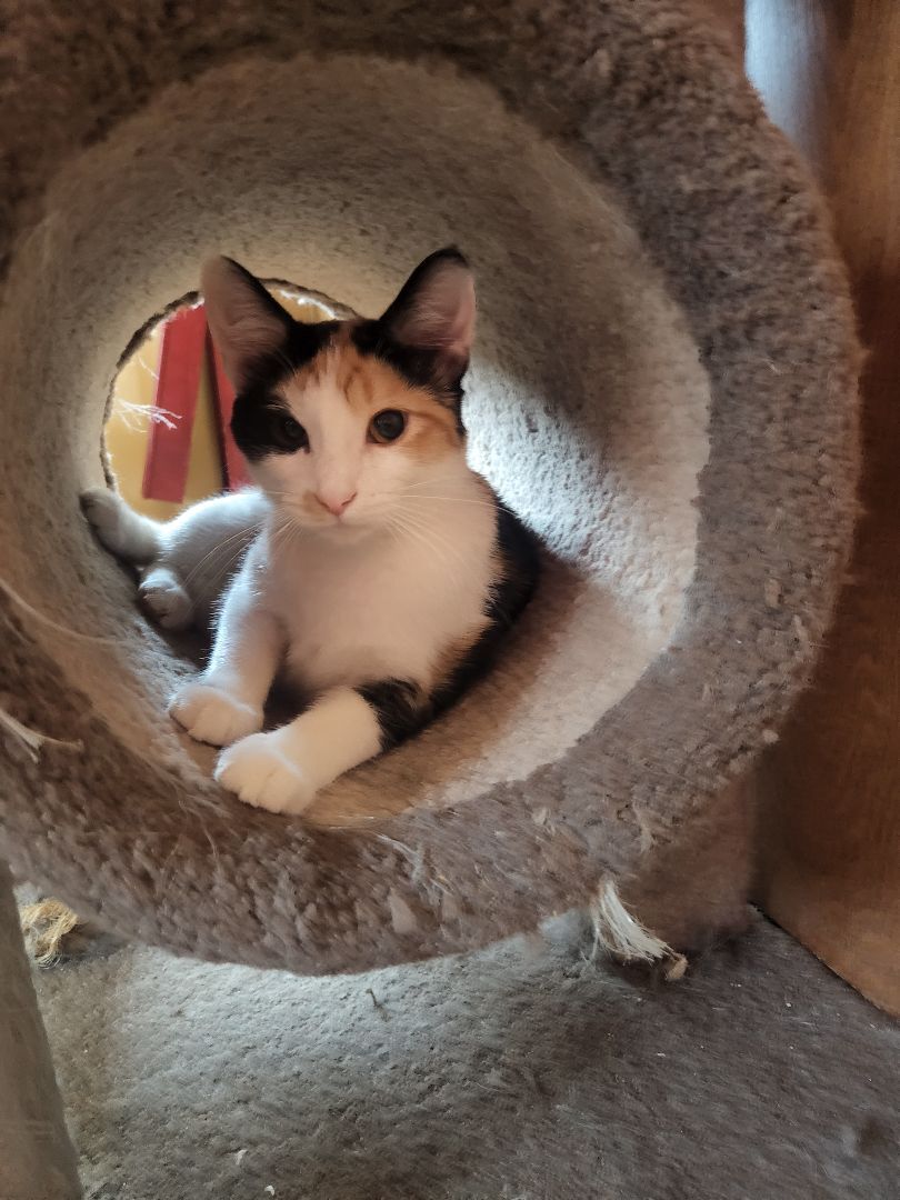 Enlarge Selena, a Adoptable mixed breed in Anoka, MN image 6/6