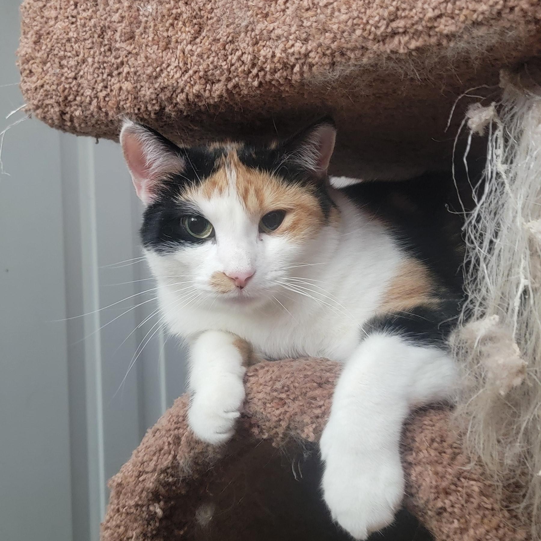 Selena, an adoptable Domestic Short Hair in Anoka, MN, 55303 | Photo Image 4