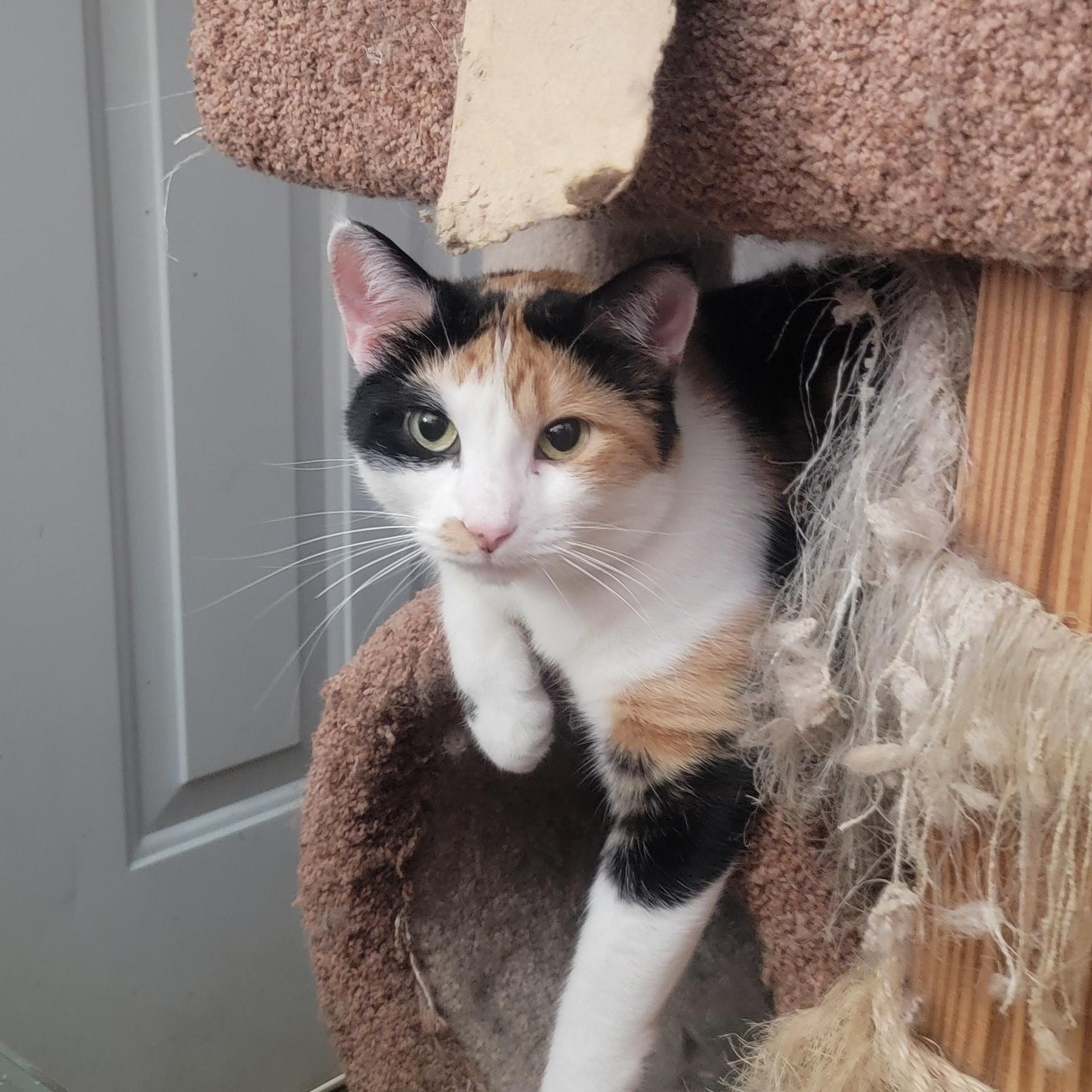 Selena, Adult Female Domestic Short Hair