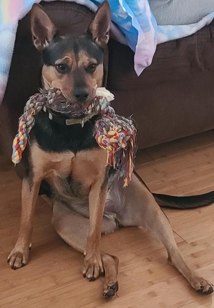 Enlarge Mocha, a Adoptable mixed breed in Amherst, NY image 2/2