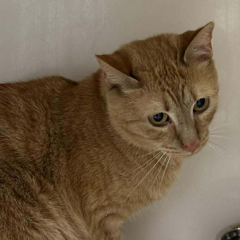 Kitty, Adoptable, Adult Female Domestic Short Hair.