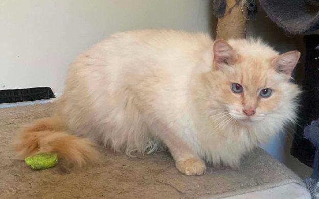 Thunder Heart, ADOPTABLE, Adult Male Siamese.
