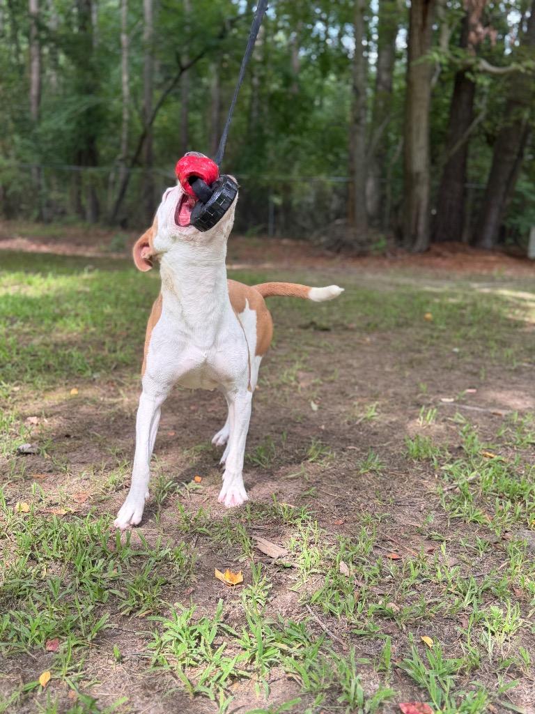 Scooby, Adoptable, Young Male Pit Bull Terrier.