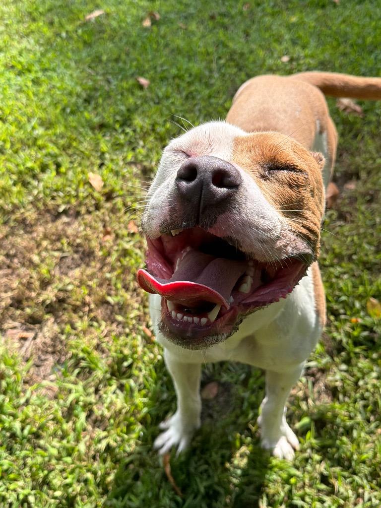 Enlarge Scooby, a Adoptable Pit Bull Terrier in Berlin, MD image 2/6