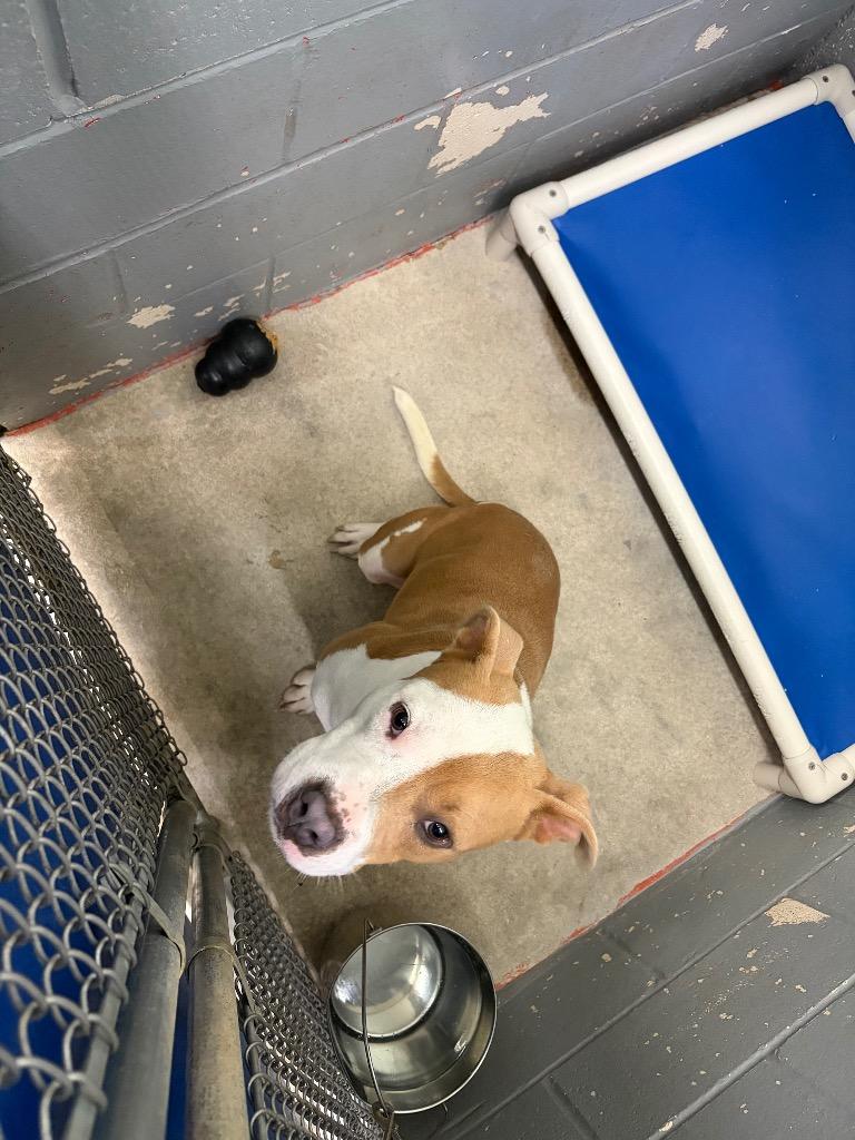 Enlarge Scooby, a Adoptable Pit Bull Terrier in Berlin, MD image 3/6