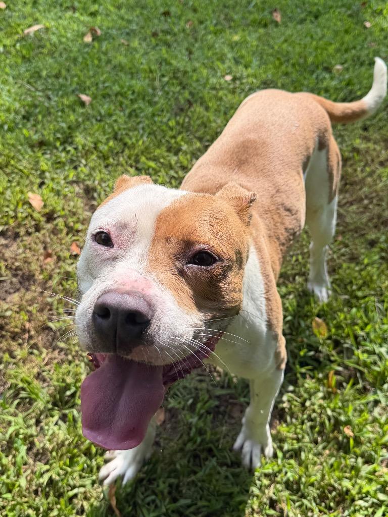 Enlarge Scooby, a Adoptable Pit Bull Terrier in Berlin, MD image 5/6