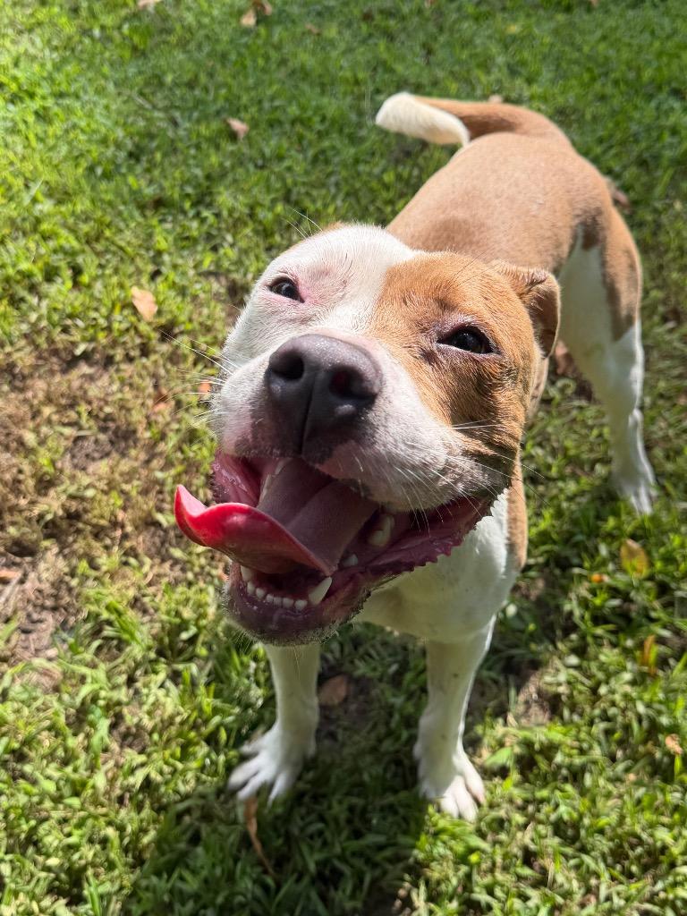 Enlarge Scooby, a Adoptable Pit Bull Terrier in Berlin, MD image 6/6