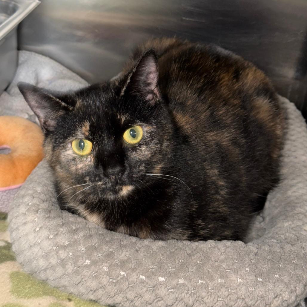 Enlarge Kit-Kat, a Adoptable Domestic Short Hair in Blairsville, GA image 1/1