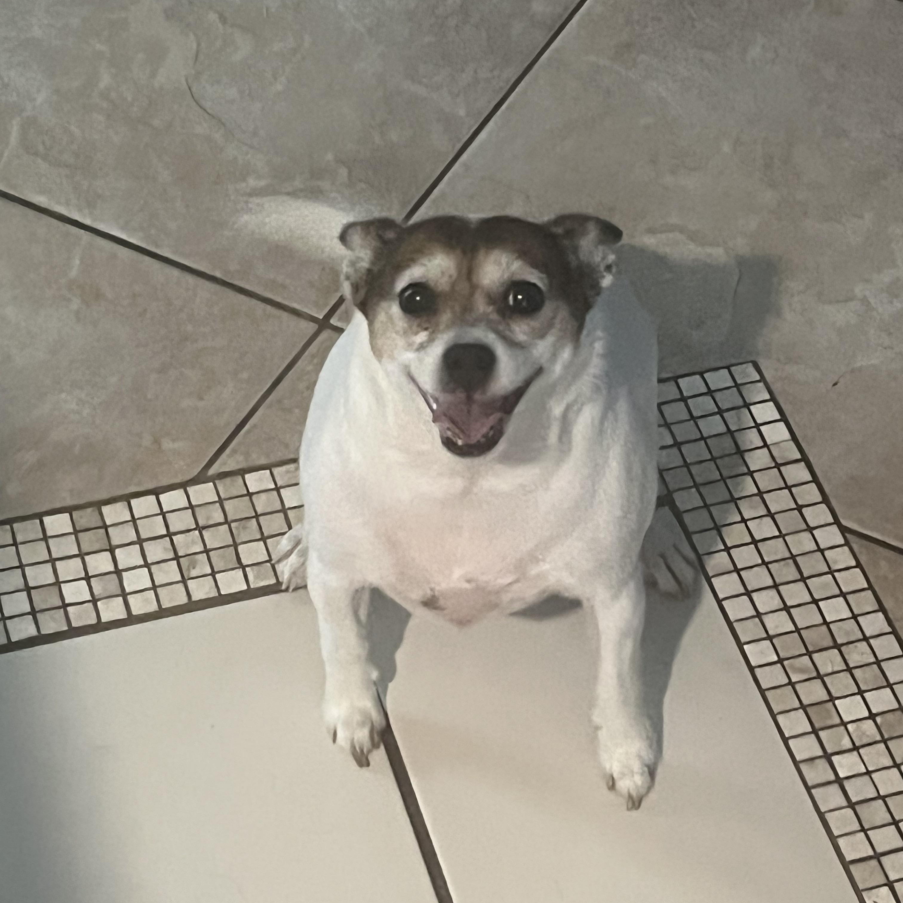 Polly, a Adoptable mixed breed in Port Saint Lucie, FL image 1/4