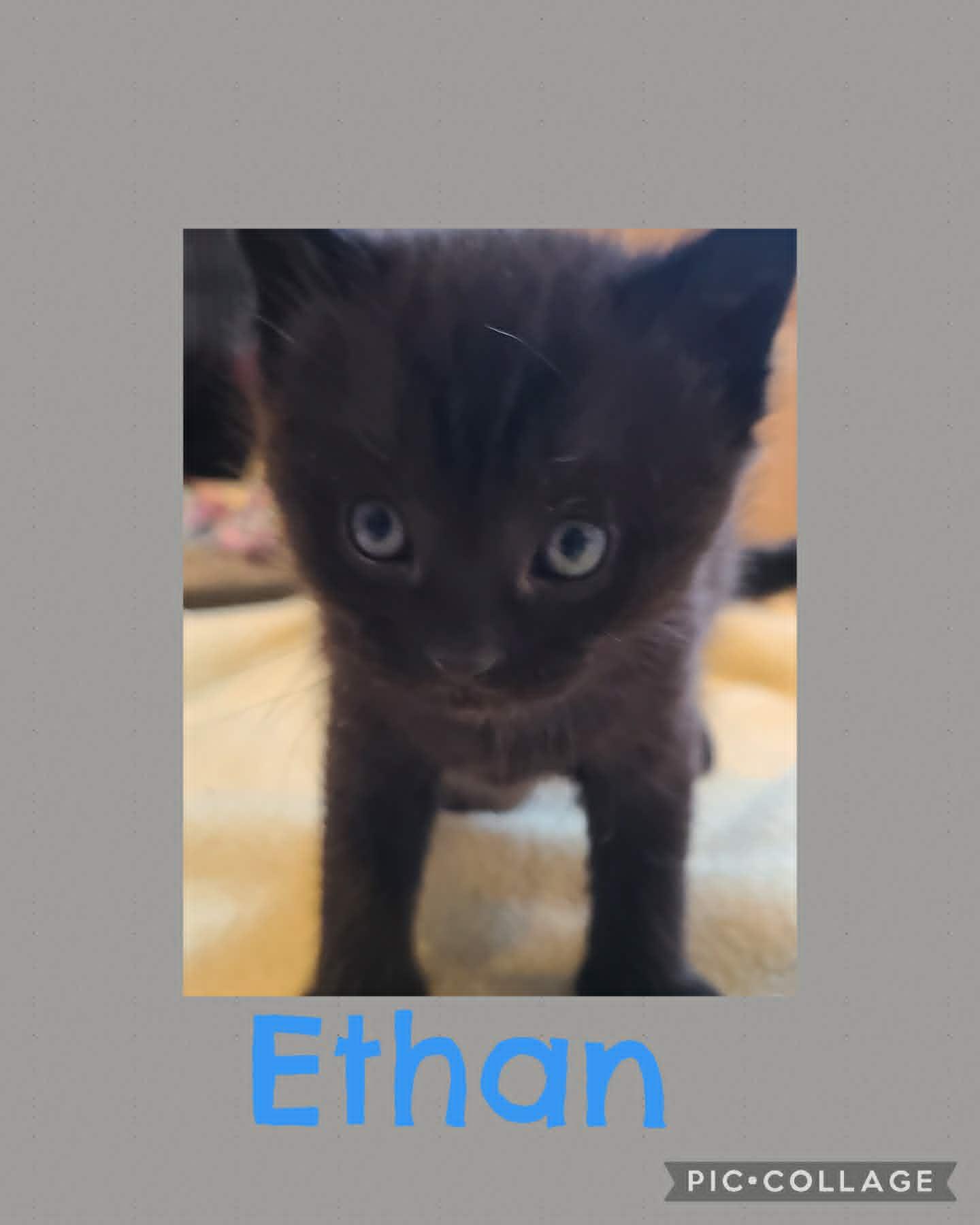 Ethan, adoptable, Young Male Domestic Short Hair.