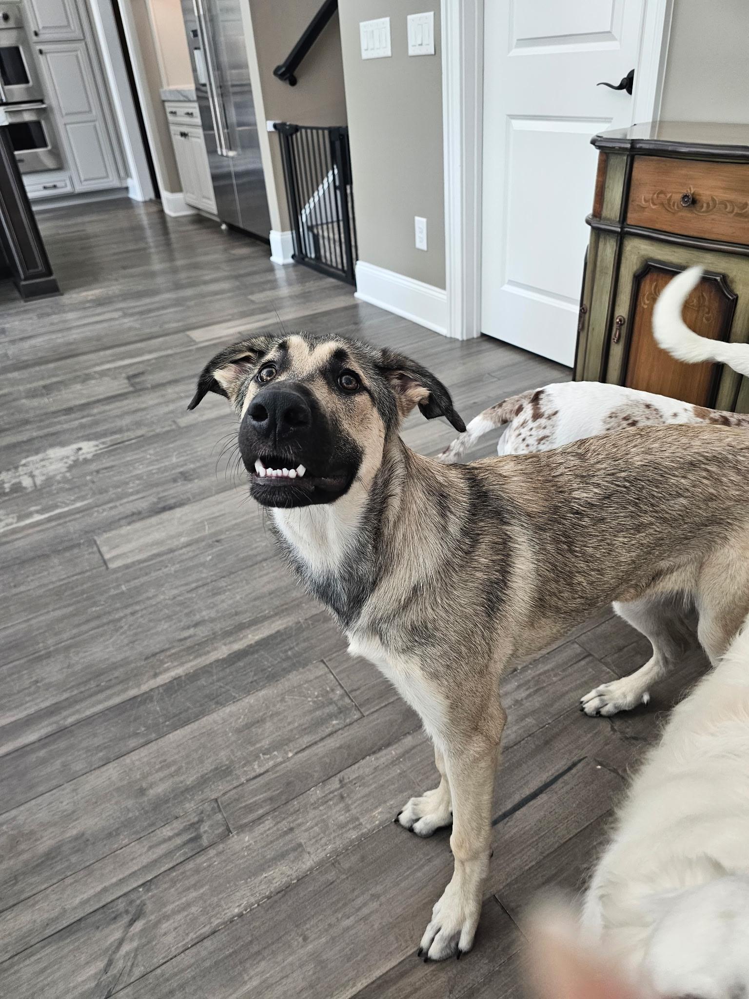 Enlarge Gnocchi, a Adoptable Anatolian Shepherd in Charlotte, NC image 3/6
