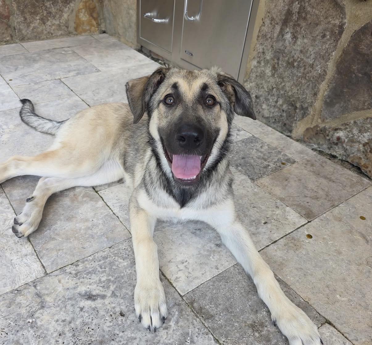 Gnocchi, Adoptable, Young Female Anatolian Shepherd.