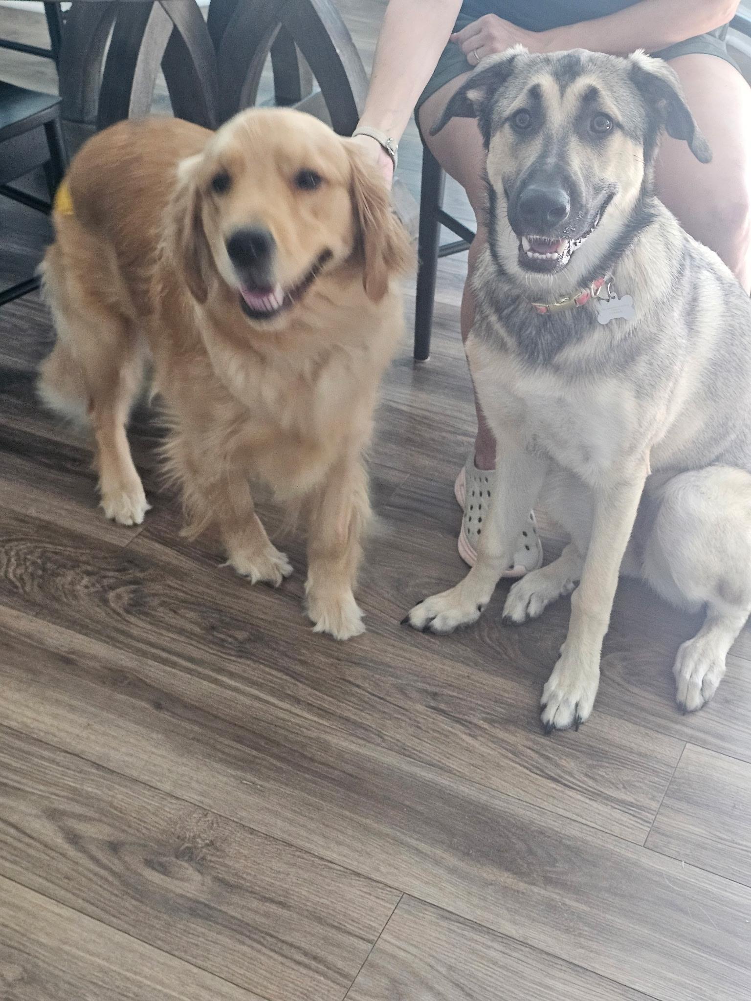 Enlarge Gnocchi, a Adoptable Anatolian Shepherd in Charlotte, NC image 4/6