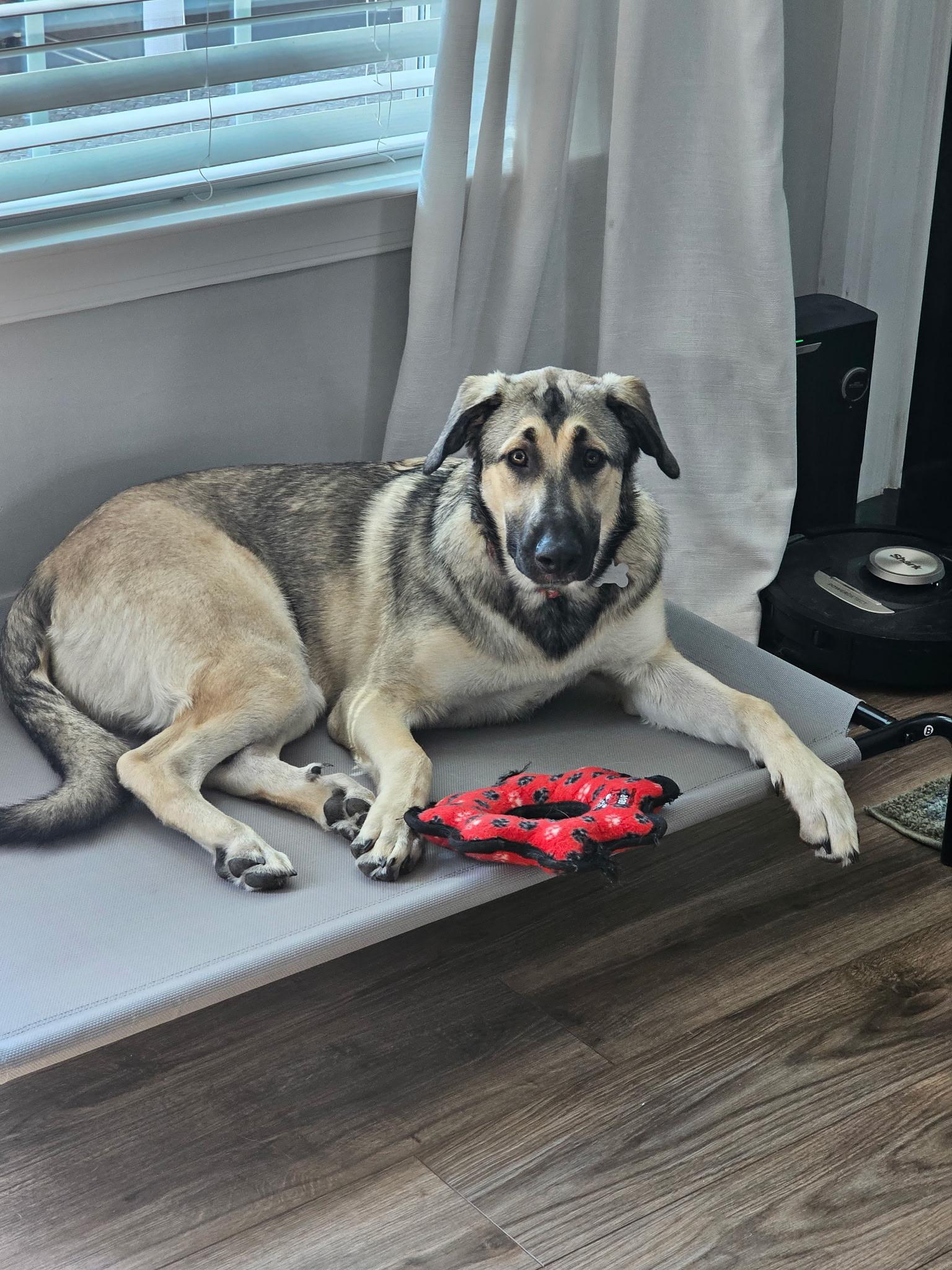 Enlarge Gnocchi, a Adoptable Anatolian Shepherd in Charlotte, NC image 6/6