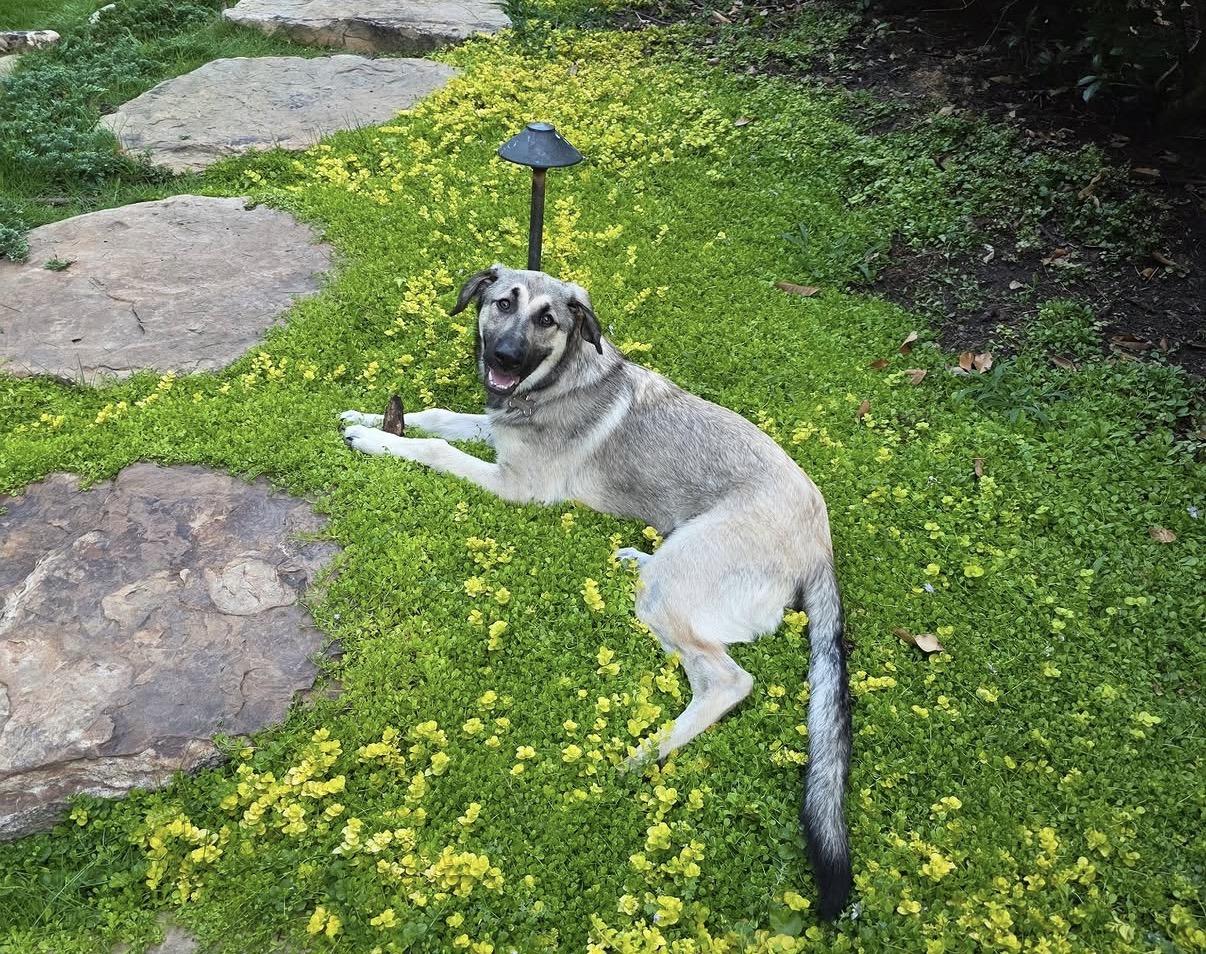 Enlarge Gnocchi, a Adoptable Anatolian Shepherd in Charlotte, NC image 2/6