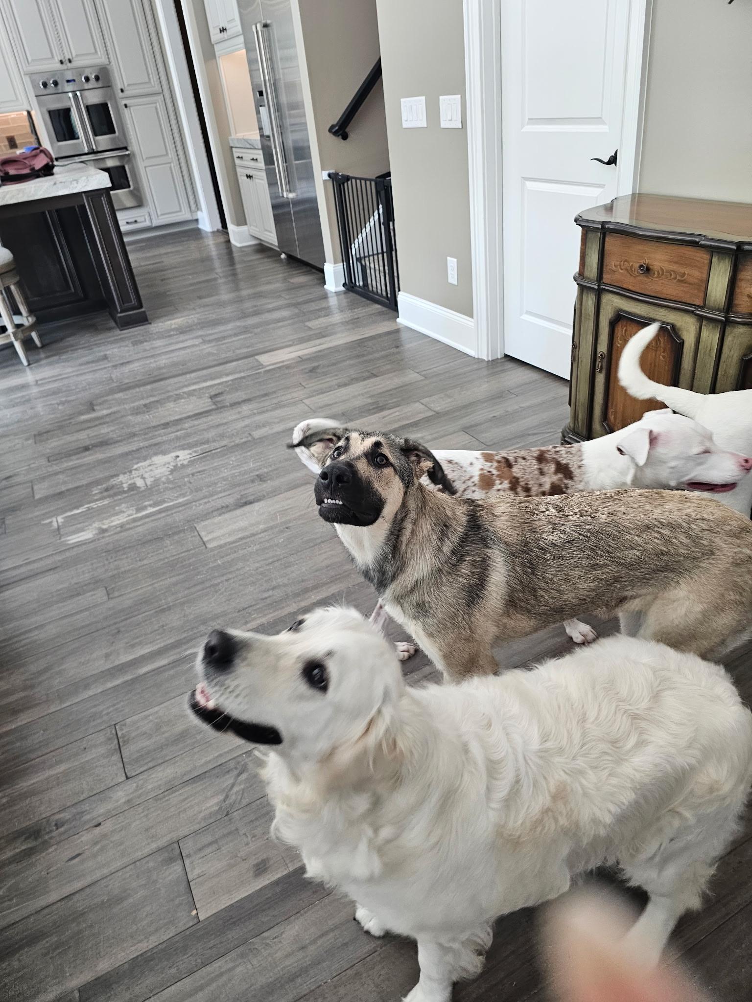 Enlarge Gnocchi, a Adoptable Anatolian Shepherd in Charlotte, NC image 5/6