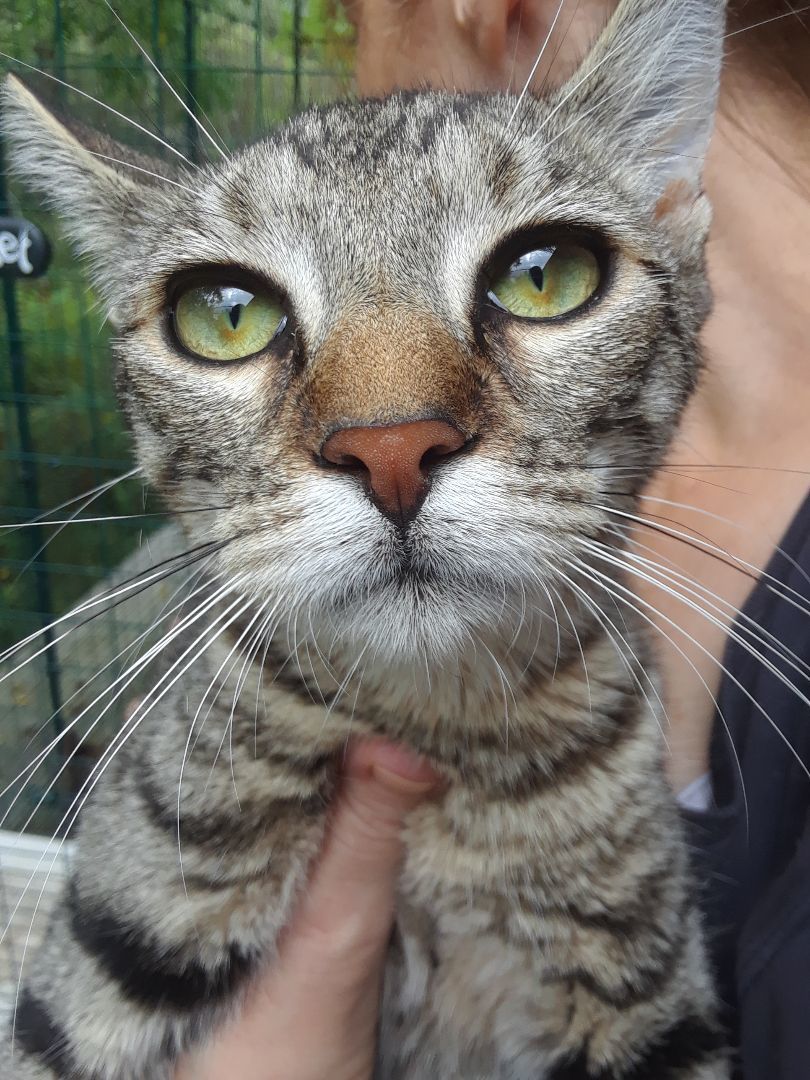 Tiger Lily, Adult Female Domestic Short Hair