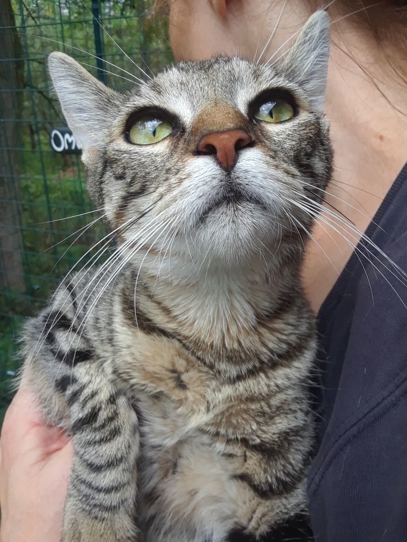 Enlarge Tiger Lily, an adopted Domestic Short Hair in Millerton, PA image 2/6