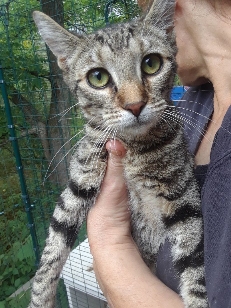 Enlarge Tiger Lily, an adopted Domestic Short Hair in Millerton, PA image 3/6