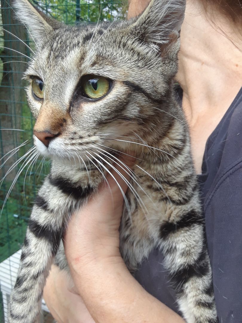 Enlarge Tiger Lily, an adopted Domestic Short Hair in Millerton, PA image 4/6