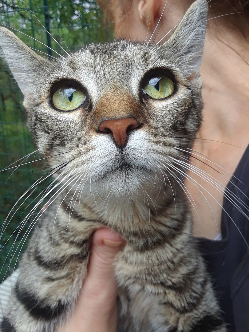 Enlarge Tiger Lily, an adopted Domestic Short Hair in Millerton, PA image 5/6