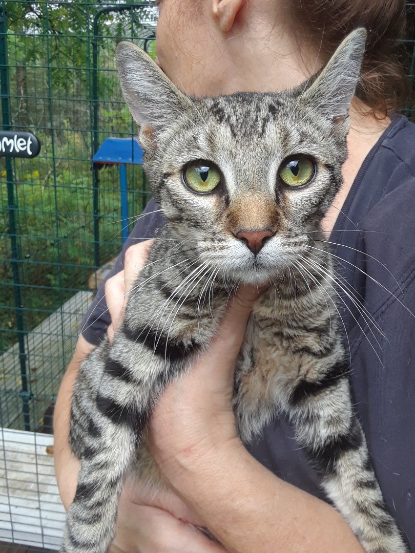 Enlarge Tiger Lily, an adopted Domestic Short Hair in Millerton, PA image 6/6