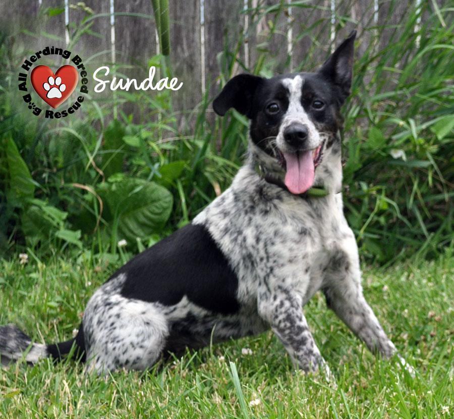 Enlarge Sundae, a ADOPTABLE mixed breed in Joliet, IL image 3/6