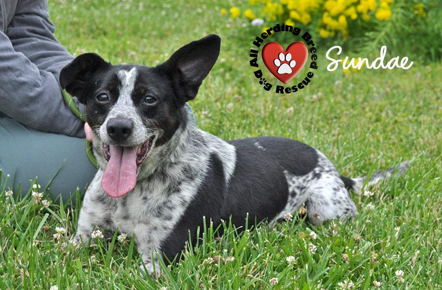 Sundae, ADOPTABLE, Puppy Female Cattle Dog.