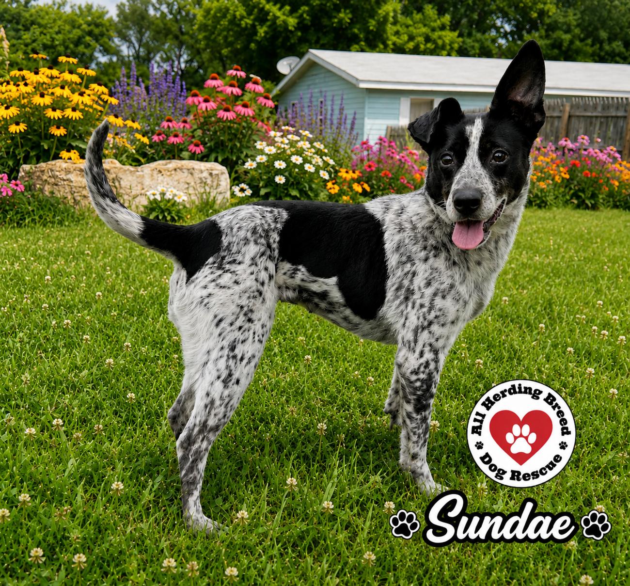 Enlarge Sundae, a ADOPTABLE mixed breed in Joliet, IL image 2/6