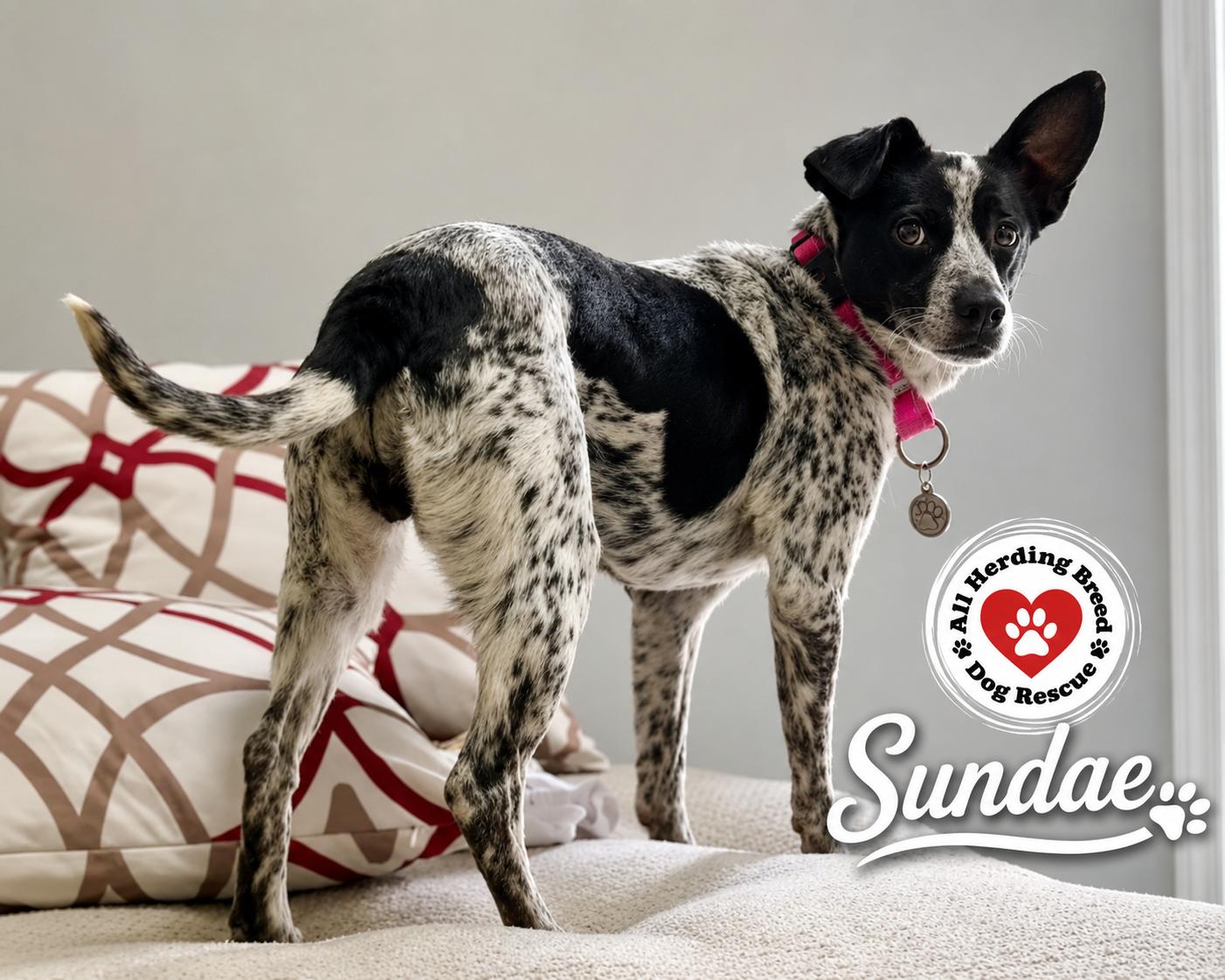 Enlarge Sundae, a ADOPTABLE mixed breed in Joliet, IL image 4/6
