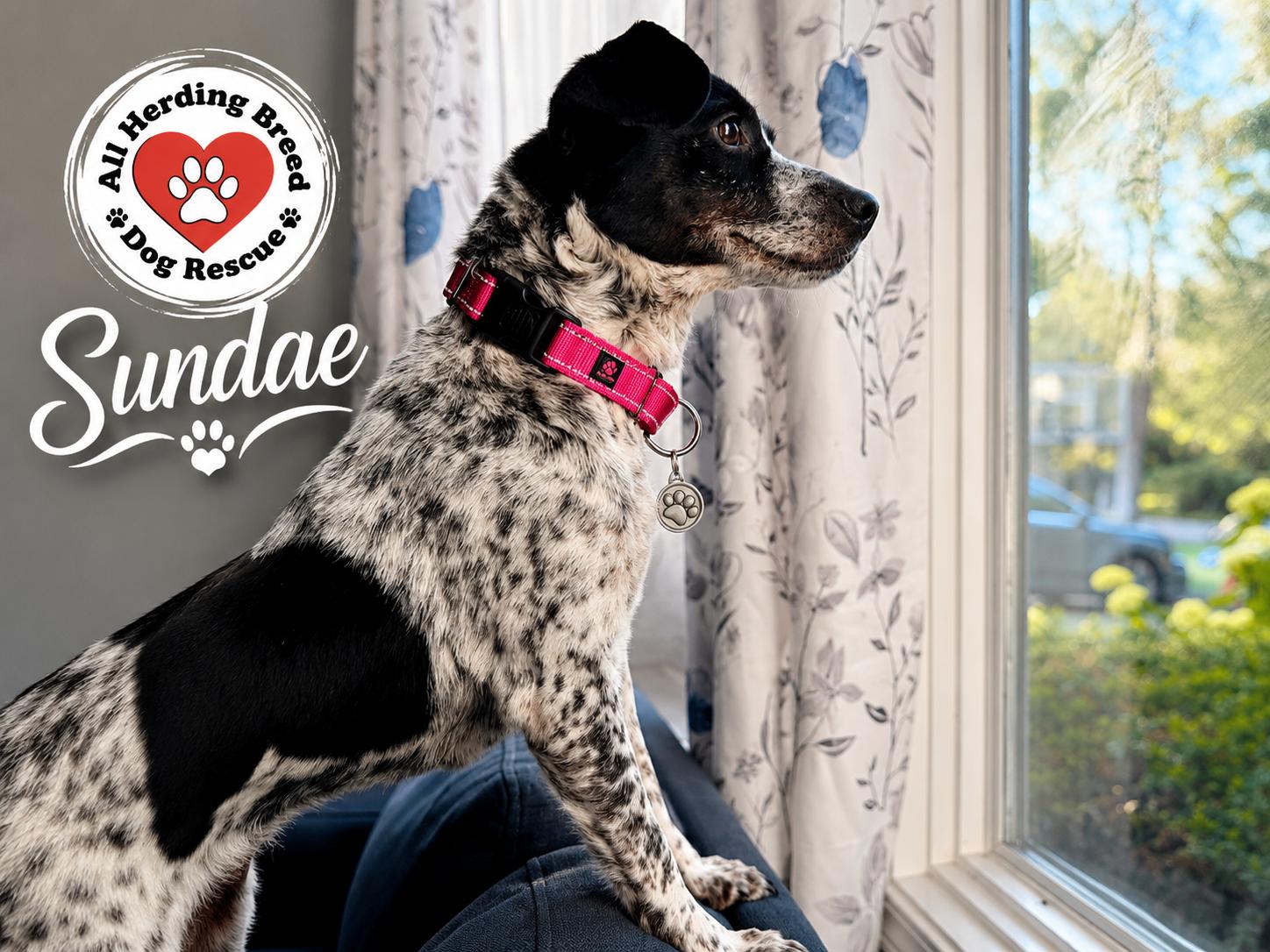 Enlarge Sundae, a ADOPTABLE mixed breed in Joliet, IL image 5/6