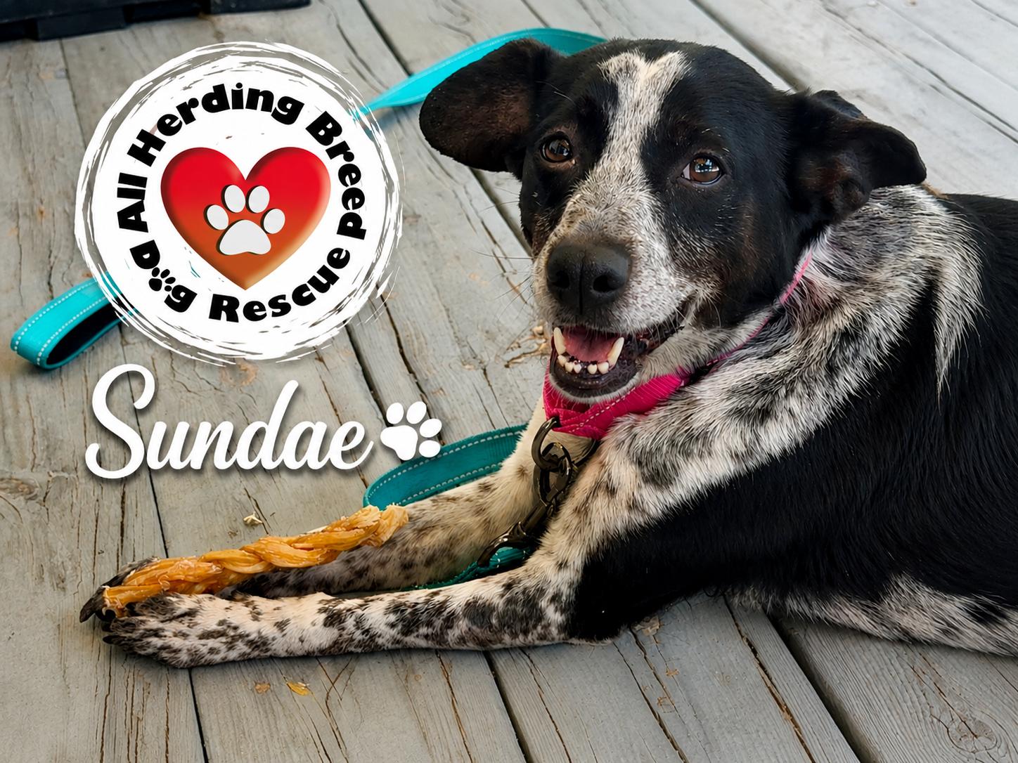 Enlarge Sundae, a ADOPTABLE mixed breed in Joliet, IL image 6/6