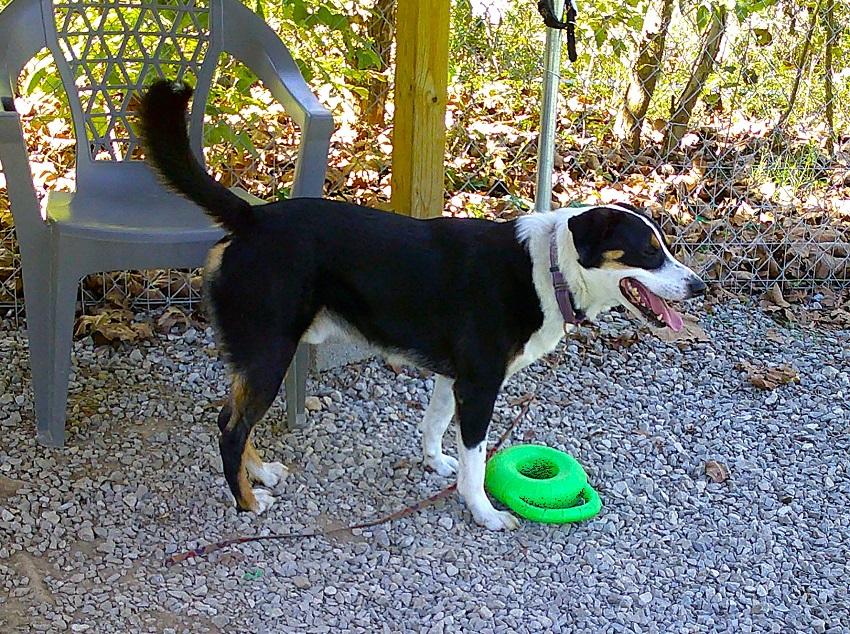CLARK - OUR SUPERHERO!, an adoptable Entlebucher in Pegram, TN, 37143 | Photo Image 5