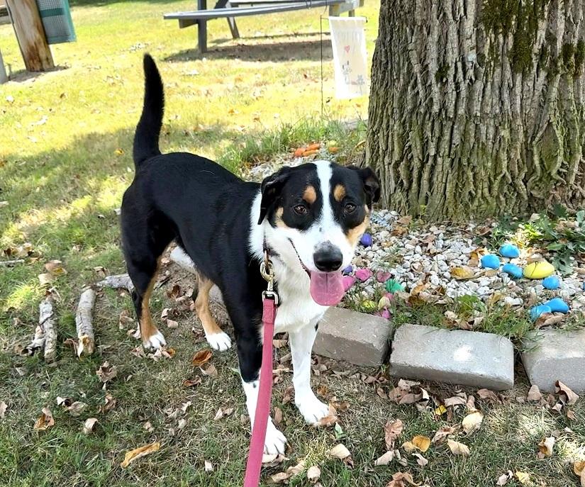 CLARK - OUR SUPERHERO!, an adoptable Entlebucher in Pegram, TN, 37143 | Photo Image 3